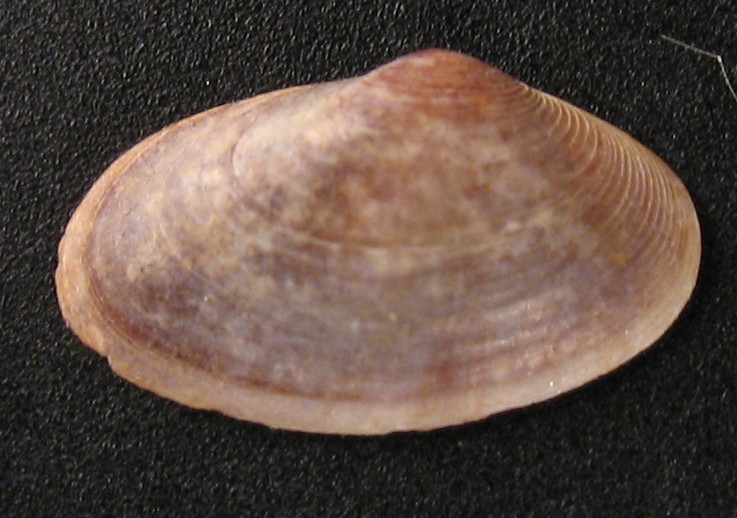 Bivalve  di  La Heradura